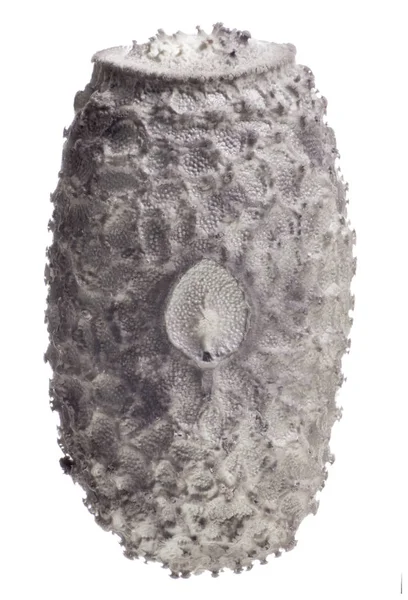 Αυγό από έντομα ραβδί - Pseudophasma velutinum — Φωτογραφία Αρχείου