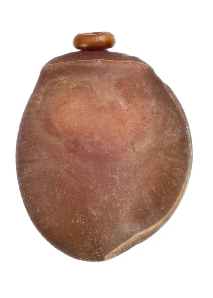 Яйцо из палочных насекомых - Hermagoras megabeast — стоковое фото