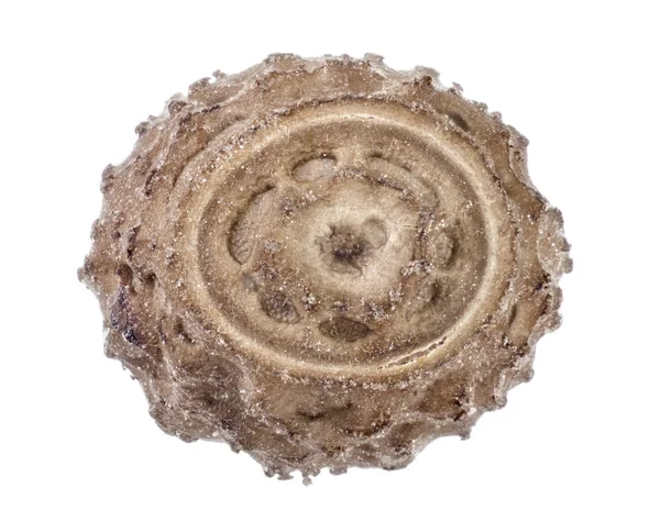 Uovo di insetti bastone - Pseudofasma sp . — Foto Stock