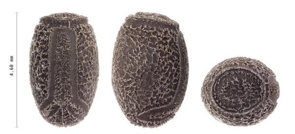 Egg of stick insects - Tisamenus serratorius — Stock Photo, Image