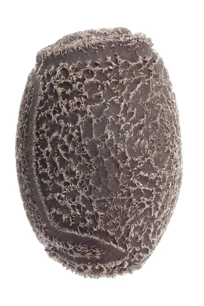 Uovo di insetti bastone - Tisamenus serratorius — Foto Stock