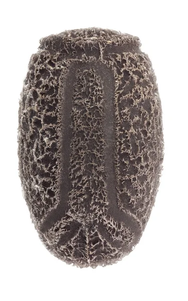Ägg av stick insekter - Tisamenus serratorius — Stockfoto