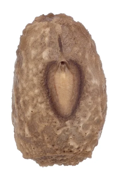 Ägg av stick insekter - Pseudosermyle phalangiphora — Stockfoto
