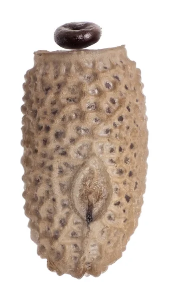 Uovo di insetti bastone - Lonchodes dalawangsungay — Foto Stock