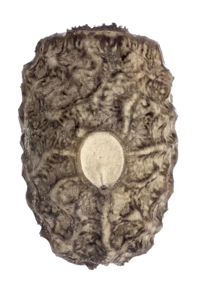 Uovo di insetti bastone - subapterio neofasma 3,5 mm — Foto Stock