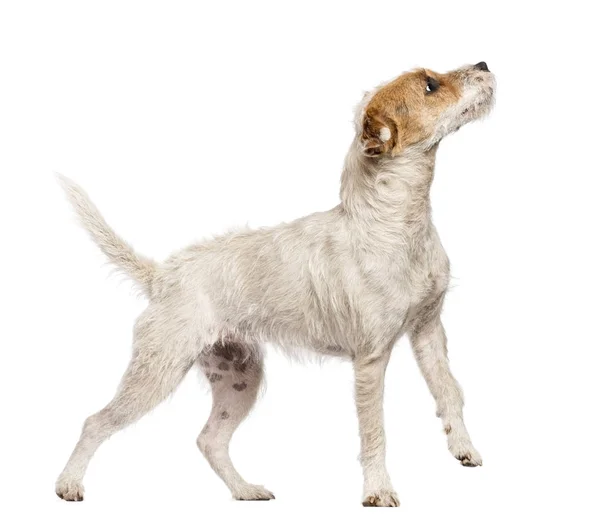 Parson Russell Terrier andando e olhando para cima contra as costas brancas — Fotografia de Stock
