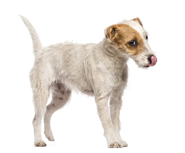 Parson Russell Terrier andando, lambendo seu nariz e olhando awa — Fotografia de Stock