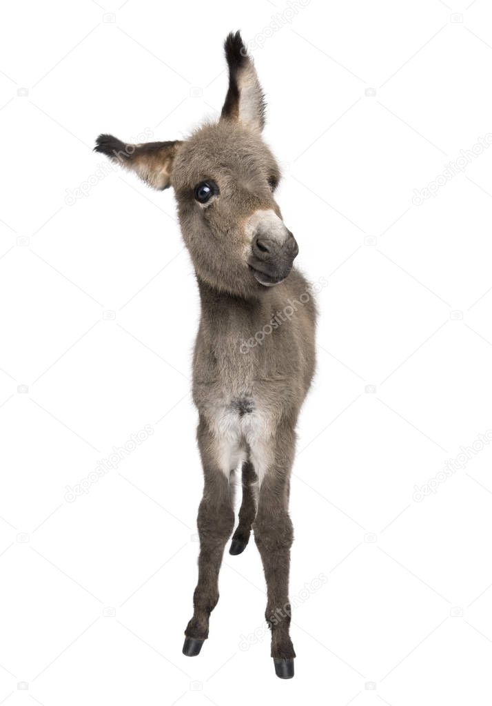 Portrait of donkey foal, 2 months old, standing against white ba