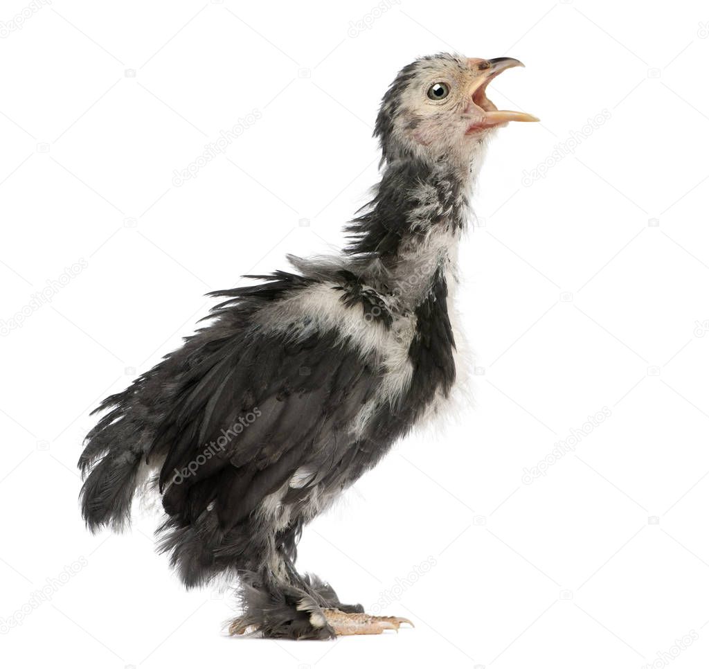 The Pekin is a breed of bantam chicken, 30 days old, standing in