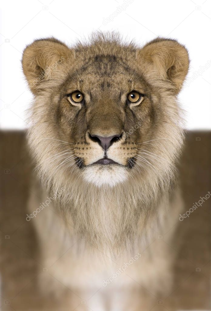 Digitally enhanced Lion, Panthera leo, 9 months old, in front of