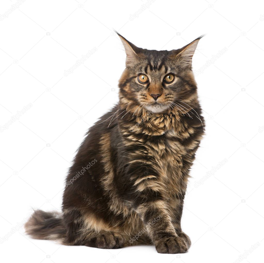 Maine Coon, 7 months old, sitting in front of white background, 