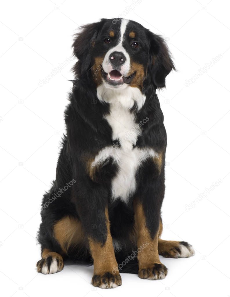 Bernese mountain dog puppy, 6 months old, sitting in front of white background