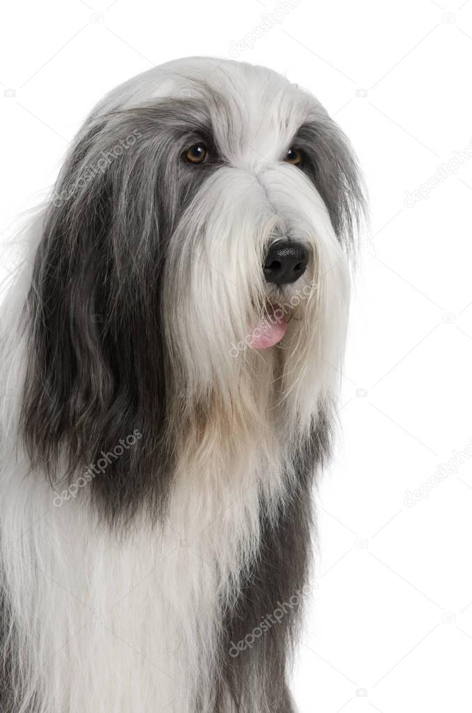 Bearded Collie, 4 years old, sitting in front of white backgroun