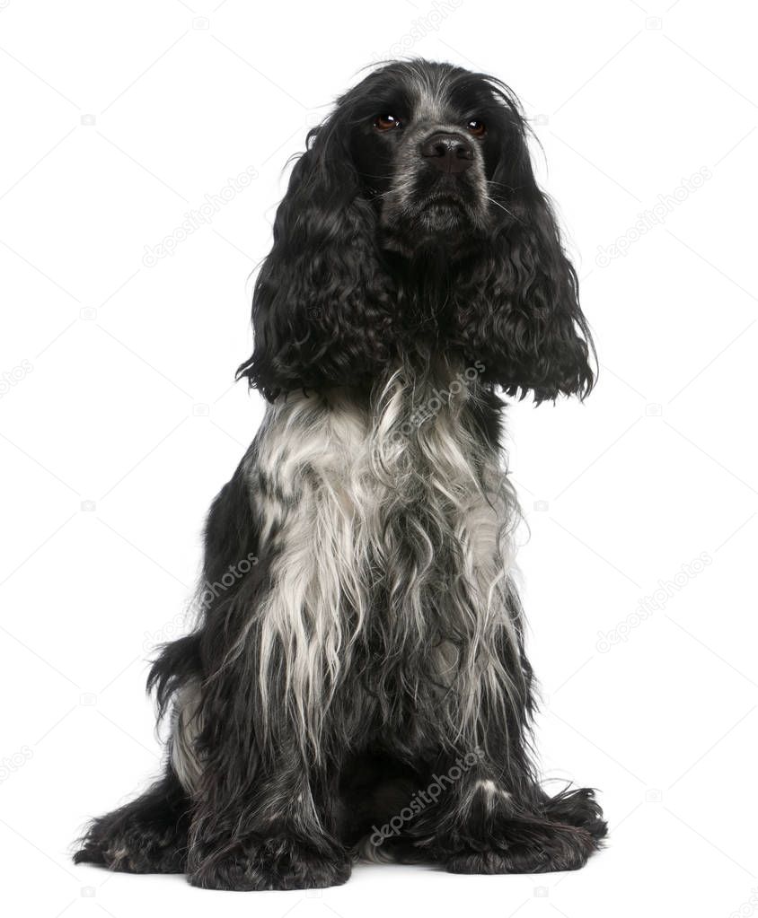 English Cocker Spaniel, 2 and a half years old, sitting in front of white background