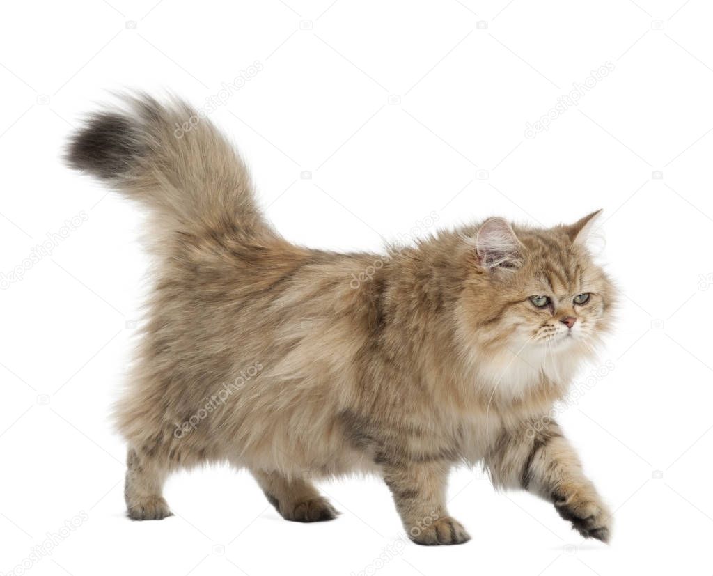 British Longhair cat, 4 months old, walking against white background