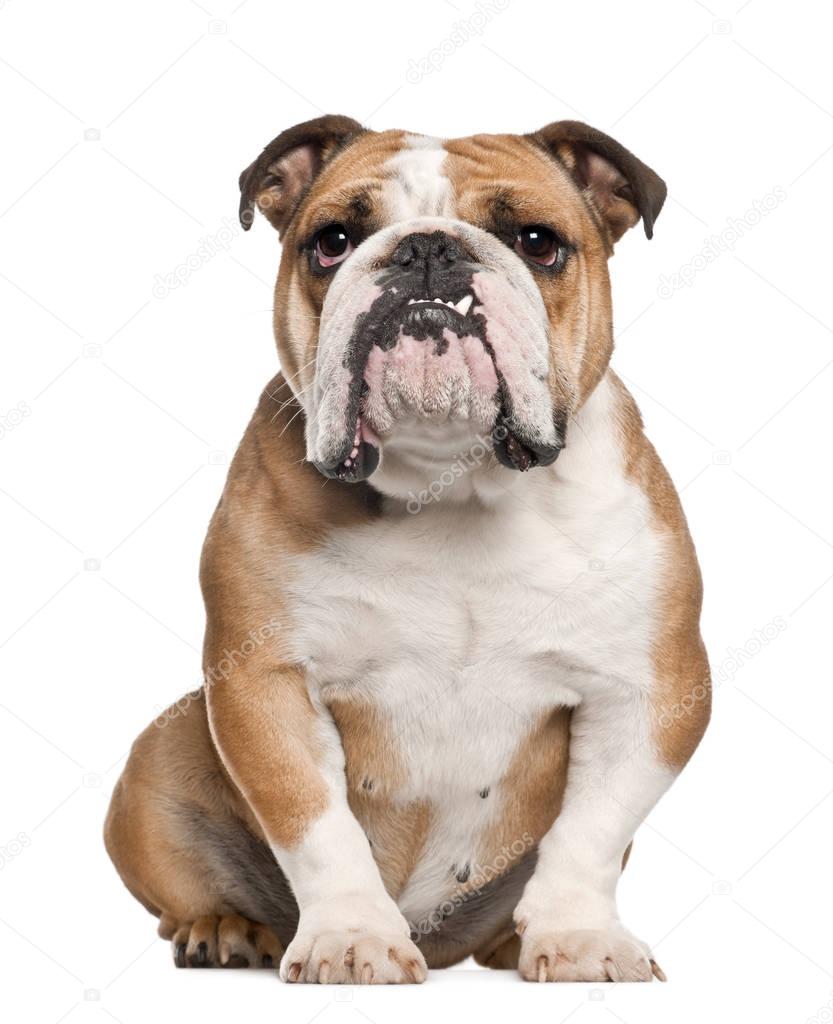 English Bulldog, 5 years old, sitting against white background