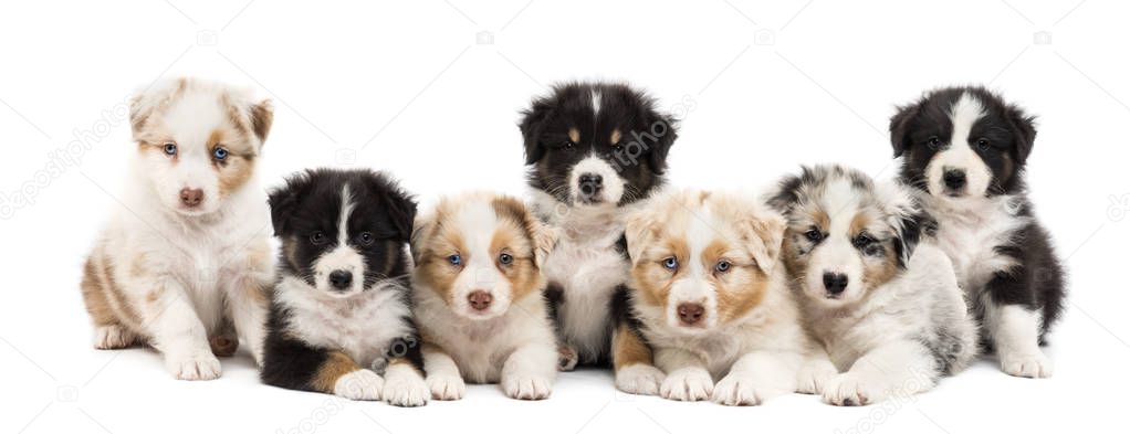 Front view of Australian Shepherd puppies, 6 weeks old, sitting and lying in a row against white background