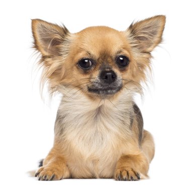 Chihuahua yalan ve beyaz arka plan karşı kamera bakıyor