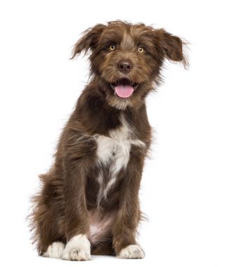Oturma ve kamera beyaz backg karşı bakarak köpek crossbreed