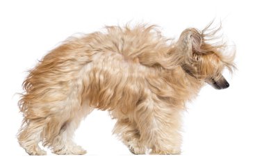 Çince Tepeli Köpek rüzgara karşı beyaz arka plan