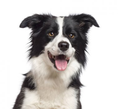 Border Collie, 1,5 yaşında, kamera agai seyir Close-Up