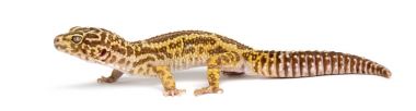 leopar gecko, beyaz arka plan eublepharis macularius