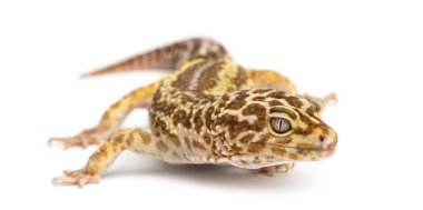 leopar gecko, beyaz arka plan eublepharis macularius