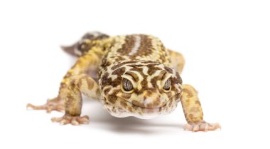 leopar gecko, beyaz arka plan eublepharis macularius