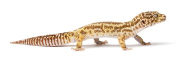 Leopar gecko, Eublepharis macularius, kapatmak karşı beyaz arka plan
