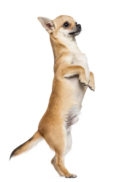 Chihuahua standing on hind legs against white background — Stock Photo, Image