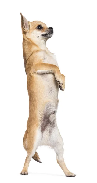 Chihuahua staande op achterpoten tegen witte achtergrond — Stockfoto