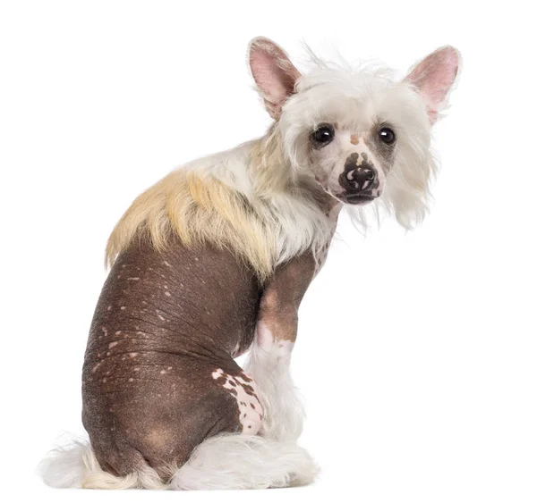 Rear view of Chinese Crested dog looking at camera against white — Stock Photo, Image