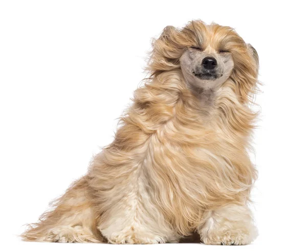 Chinês Crested cão sentado com os olhos fechados no vento aga — Fotografia de Stock