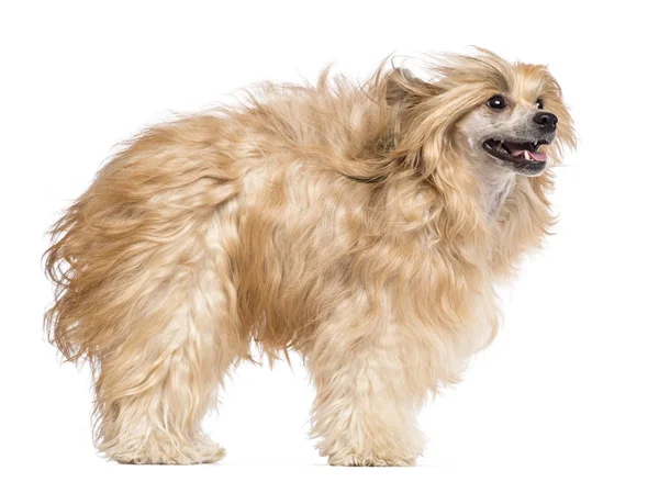 Chinese Crested dog in the wind and looking away against white b — Stock Photo, Image