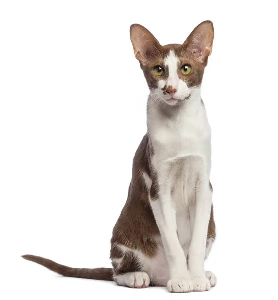 Oriental Shorthair sitting and looking at camera against white b — Stock Photo, Image