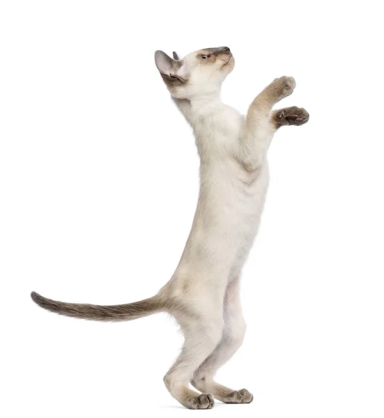 Oriental Shorthair kitten, 9 weeks old, standing on hind legs an — Stock Photo, Image