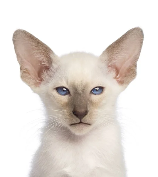 Close-up of an Oriental Shorthair kitten looking at camera again — Stock Photo, Image