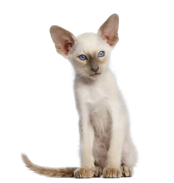 Oriental Shorthair gatinho, 9 semanas, sentado e olhando para longe — Fotografia de Stock