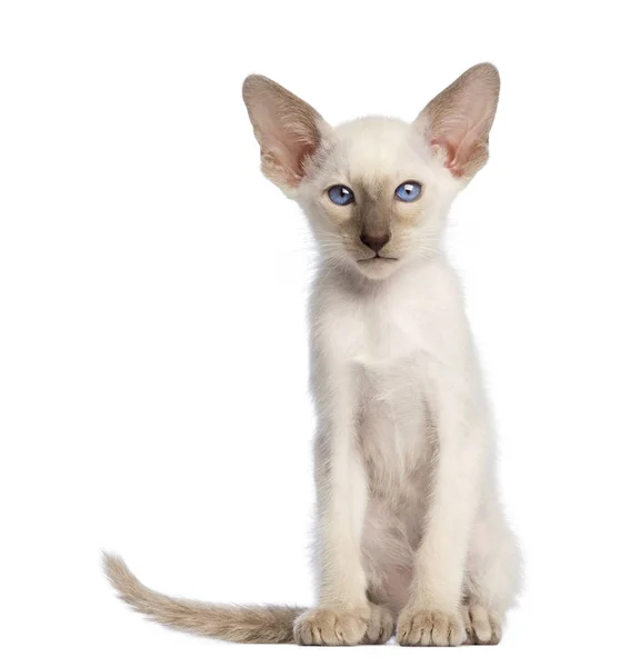 Oriental stenografi kedi yavrusu oturma ve kamera karşısına bakarak — Stok fotoğraf