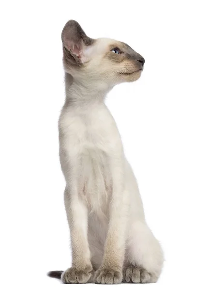 Oriental Shorthair kitten, 9 weeks old, sitting and looking away — Stock Photo, Image