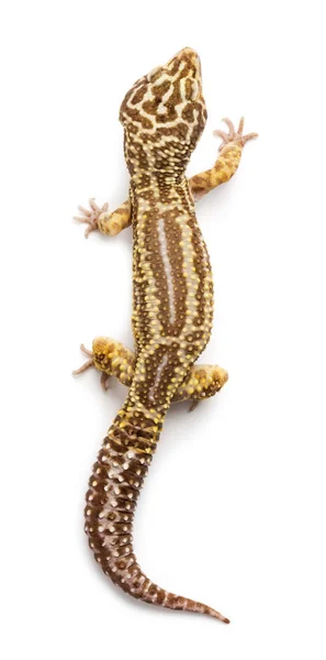 Gecko leopardo, Eublepharis macularius, sobre fondo blanco — Foto de Stock