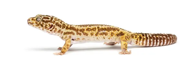 Leopar gecko, beyaz arka plan eublepharis macularius — Stok fotoğraf