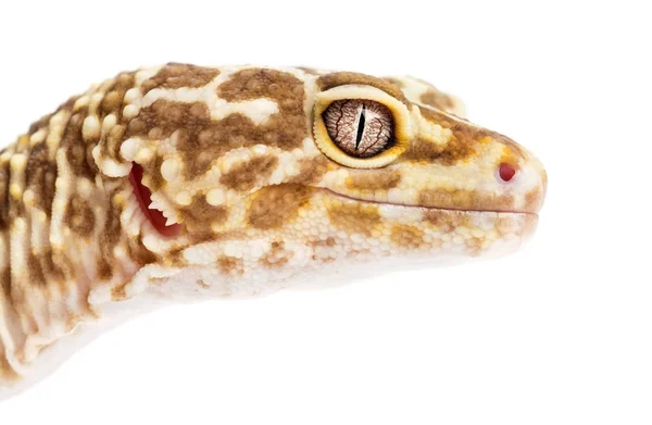Gecko leopardo, Eublepharis macularius, primer plano sobre fondo blanco —  Fotos de Stock