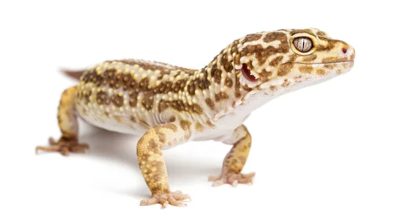 Leopard gecko, eublepharis macularius, λευκό φόντο — Φωτογραφία Αρχείου