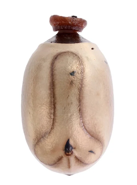 Yumurta sopa böcek - Tirachoidea jianfenglingensis — Stok fotoğraf