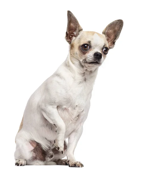 Chihuahua vergadering en op zoek weg tegen witte achtergrond Stockfoto