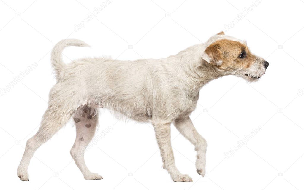 Parson Russell Terrier walking and looking away against white ba