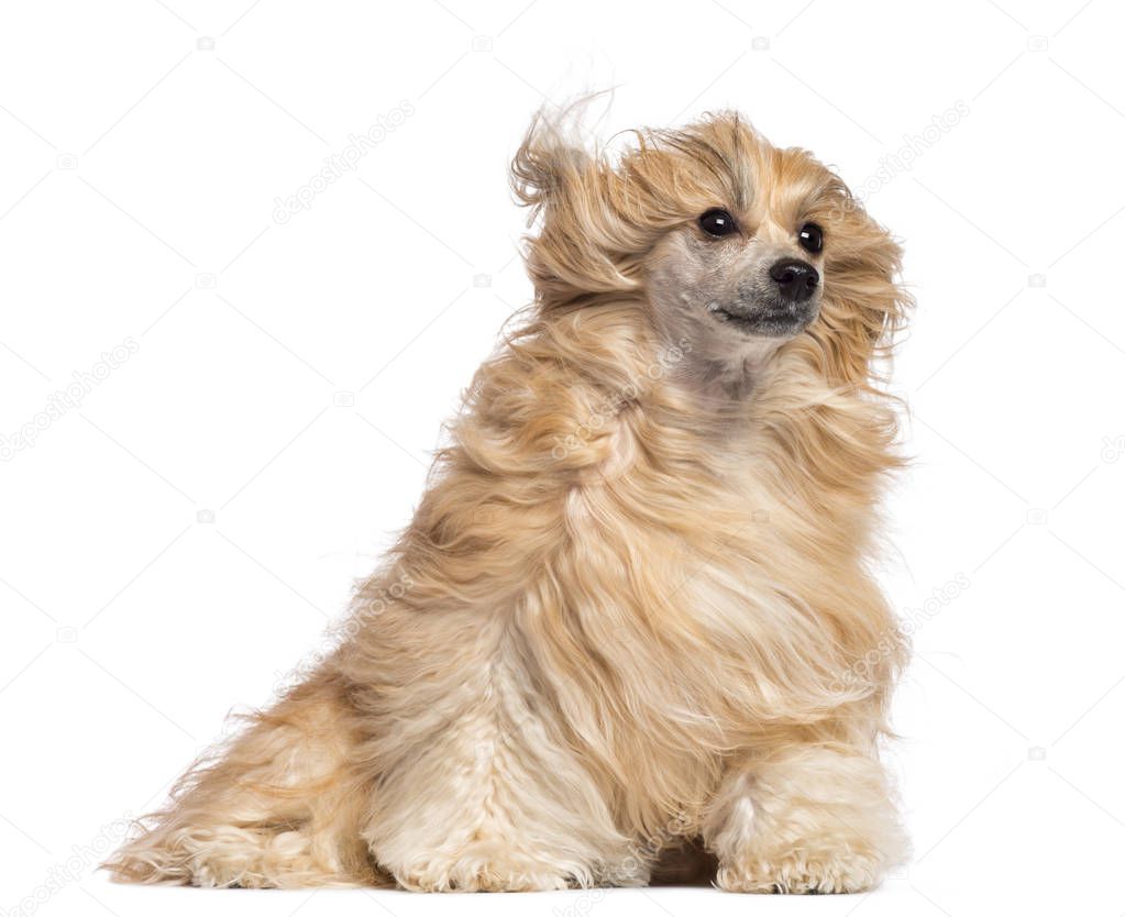 Chinese Crested dog sitting in the wind against white background
