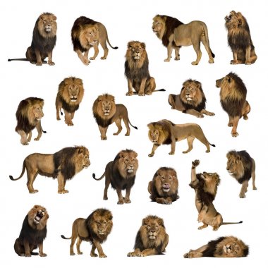 Large collection of adult lion Isolated on white background. clipart