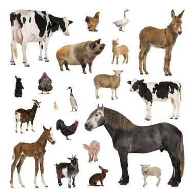 Large collection of farm animal in different position clipart